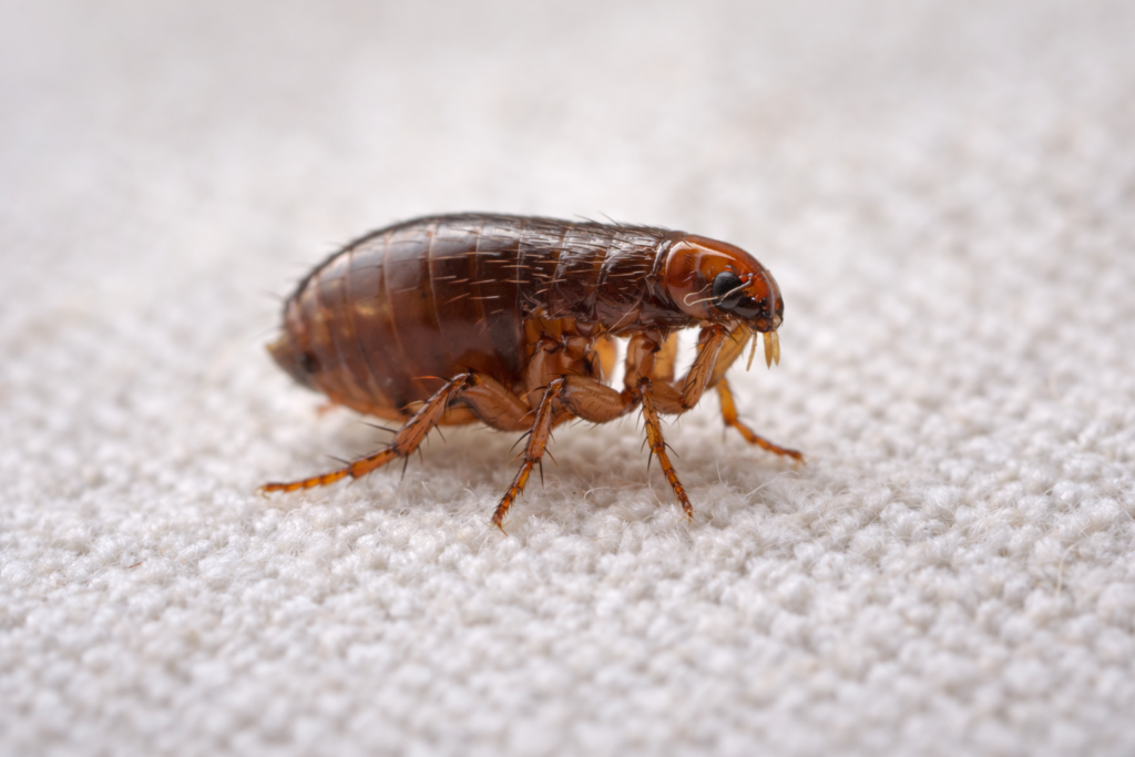 Close-up of a flea insect on fabric which can cause flea infestations in homes in Cardiff.