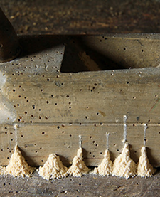Woodworm damage in timber requiring professional timber treatment in Cardiff.